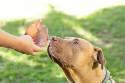 Icono corazón mascota